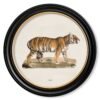 c.1824 Tiger - Round Frame