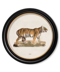 c.1824 Tiger - Round Frame